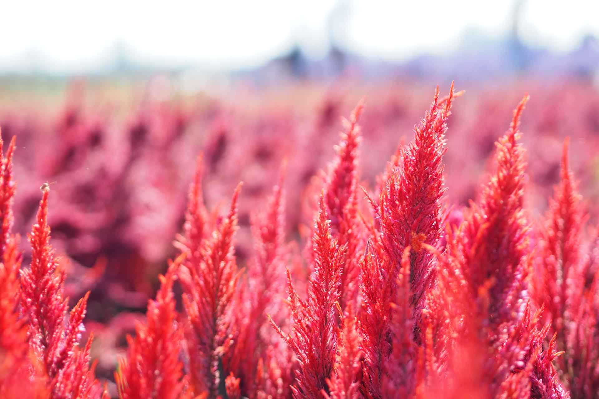 Amaranth